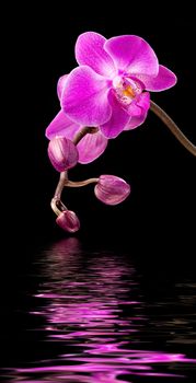 Phalaenopsis. Colorful pink orchid and water reflection