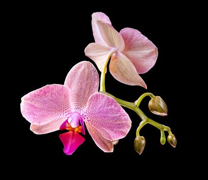 Phalaenopsis. Orchid on black background