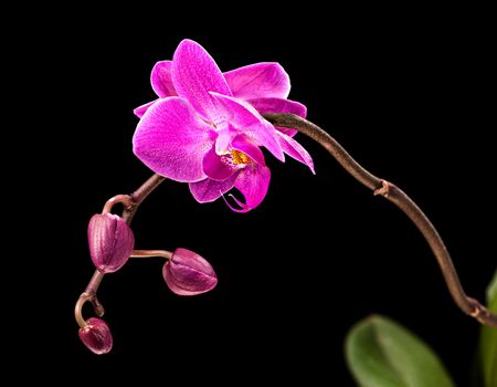 Phalaenopsis. Colorful pink orchid on black background