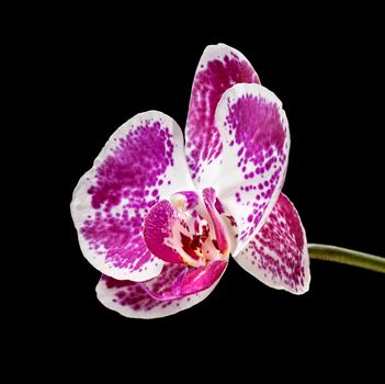 Phalaenopsis. Elegant pink & white orchid on black background