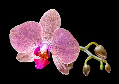 Phalaenopsis. Orchid on black background