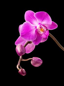 Phalaenopsis. Colorful pink orchid on black background