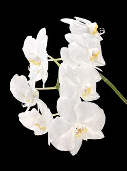 Phalaenopsis. White orchid on black background