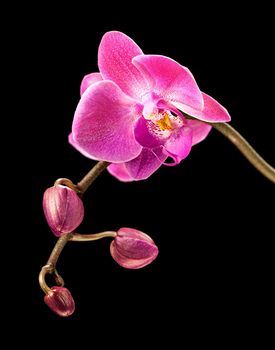 Phalaenopsis. Colorful pink orchid on black background