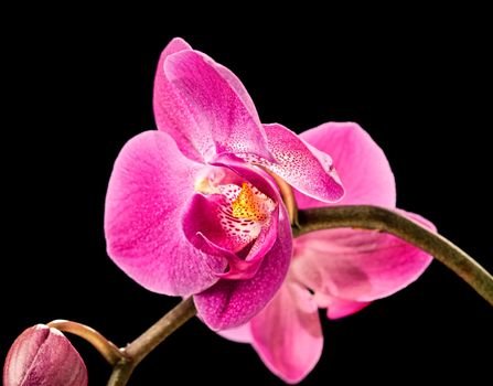 Phalaenopsis. Colorful pink orchid on black background