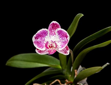 Phalaenopsis. Elegant pink & white orchid on black background