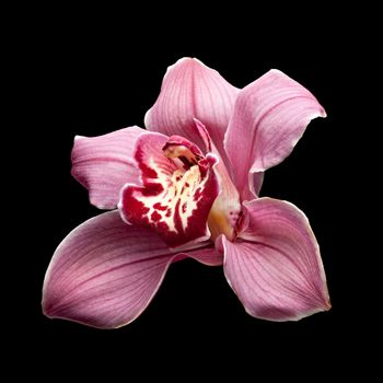Purple Orchid Flower isolated on black  background