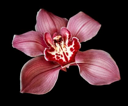 Purple Orchid Flower isolated on black  background