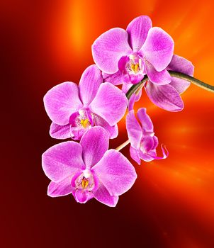 Colorful pink orchid on abstract blurred background