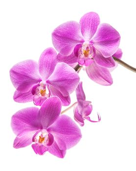 Phalaenopsis. Orchid isolated on white background