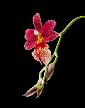 Cambria. Red and white flower orchid on black