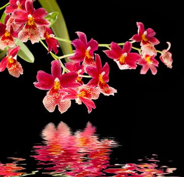 Cambria. Red and white flower orchid with water reflection