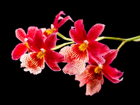 Cambria. Red and white flower orchid