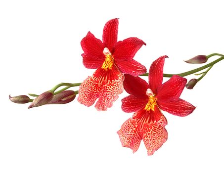 Cambria. Red and white flower orchid isolated on white