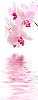 Phalaenopsis. Orchid on white and water reflection