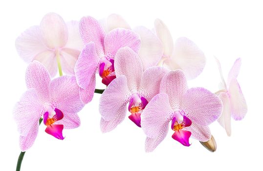 Phalaenopsis. Orchid isolated on white background