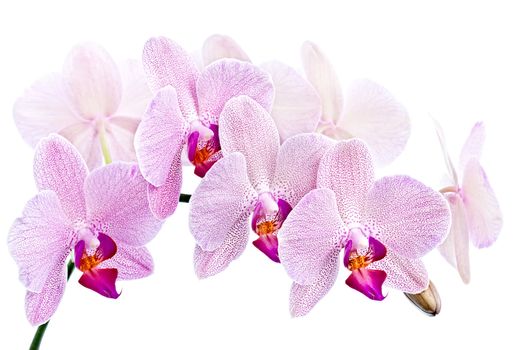 Phalaenopsis. Orchid isolated on white background