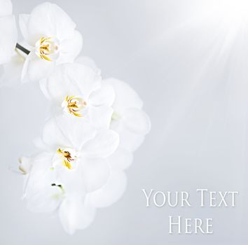 Soft floral background. White Orchid on white background.