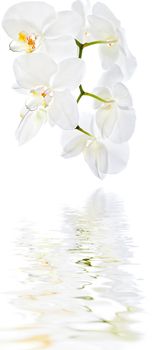 Soft floral background. White Orchid in high key