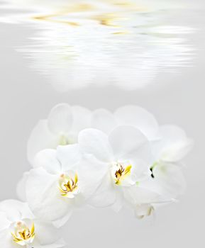 Soft floral background. White Orchid on abstract background.