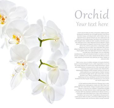 White Orchid in high key with copy space on white