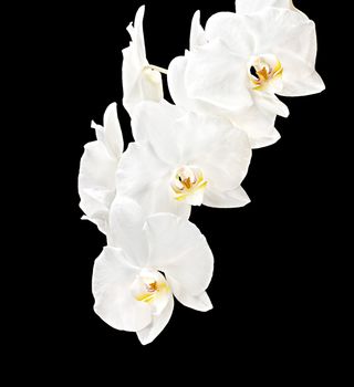 Phalaenopsis. White orchid on black background