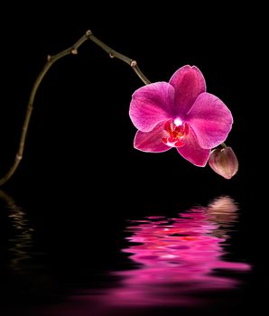 Phalaenopsis. Colorful pink orchid and water reflection