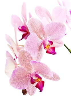 Phalaenopsis. Orchid isolated on white background