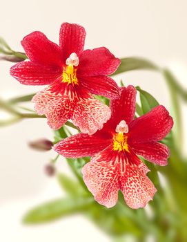 Cambria. Red and white flower orchid 