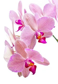 Phalaenopsis. Orchid isolated on white background