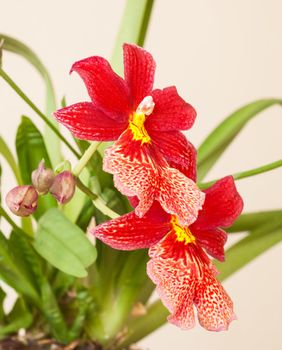 Cambria. Red and white flower orchid