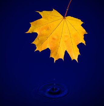 maple leaf with water drops on blue background