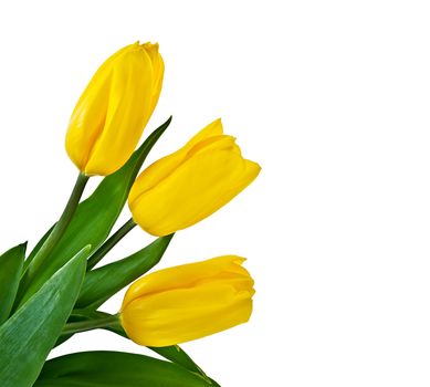 Yellow Tulips Bouquet isolated on white