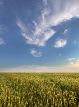 wheat field and blue sky with clouds