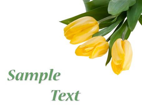 Yellow Tulips Bouquet isolated on white