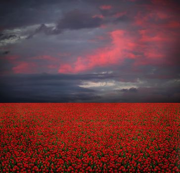 Straight field of red tulips under cloudy sky