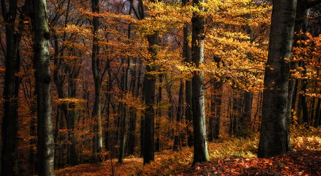 Beautiful and calm autumn forest