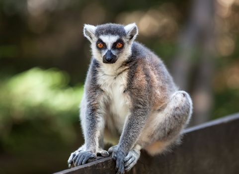 Portrait of lemur catta (ring tailed lemur)