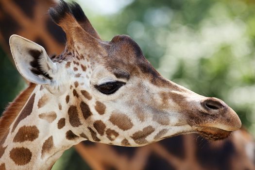 Portrait of a young giraffe