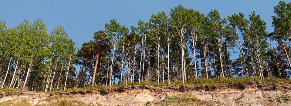 Panorama of the forest on the edge of the breakage
