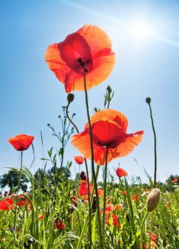 Poppy field background with sunlight