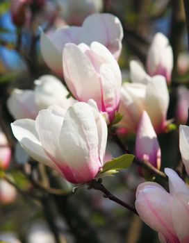 Magnolia grandiflora. Spring flowering tree
