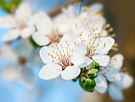 Spring. Soft image of blossoming tree brunch with white flowers