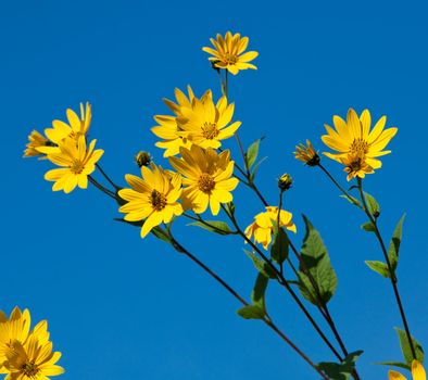 Jerusalem artichoke