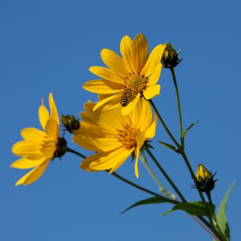 Jerusalem artichoke. Helianthus tuberosus L.