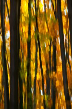 Abstract motion blur of trees in an autumn forest