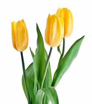Yellow Tulips Bouquet isolated on white
