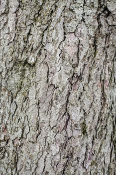 Old tree bark for natural textured background