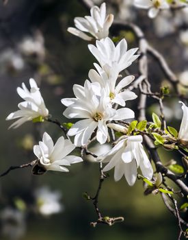 Magnolia kobus. Blooming tree with white flowers against soft nature background
