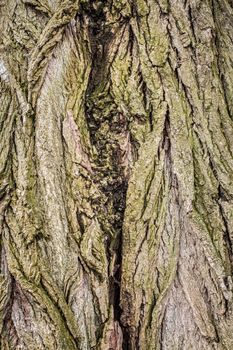 Old tree bark for natural textured background